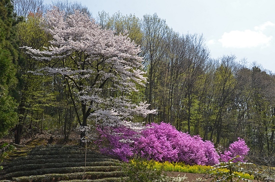 六道山北周遊道路の桜と新緑の景観